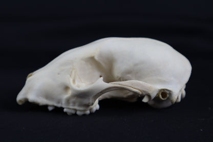 Craft Raccoon Skull