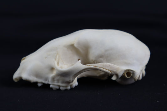 Craft Raccoon Skull