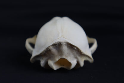 Craft Raccoon Skull