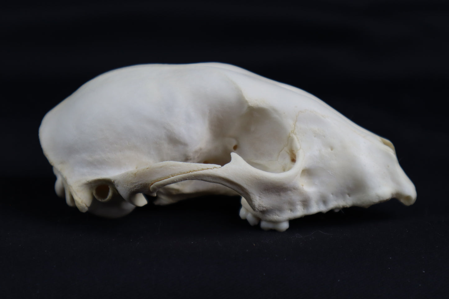 Craft Raccoon Skull