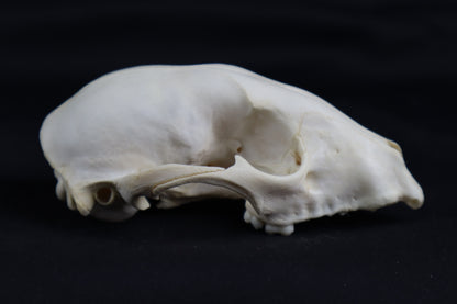 Craft Raccoon Skull