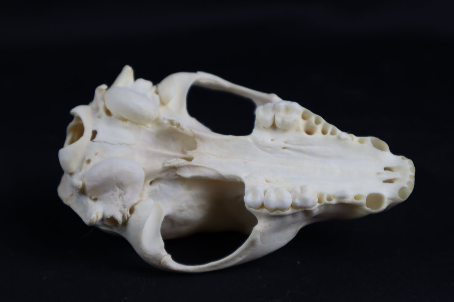 Craft Raccoon Skull