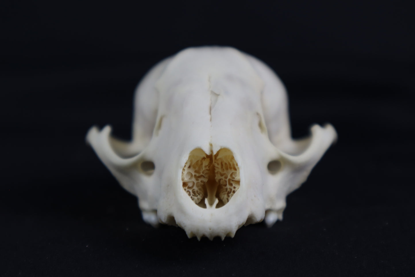 Craft Raccoon Skull