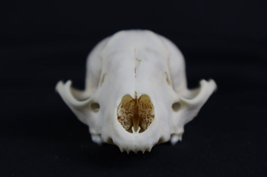 Craft Raccoon Skull