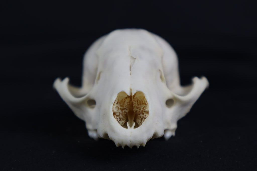 Craft Raccoon Skull