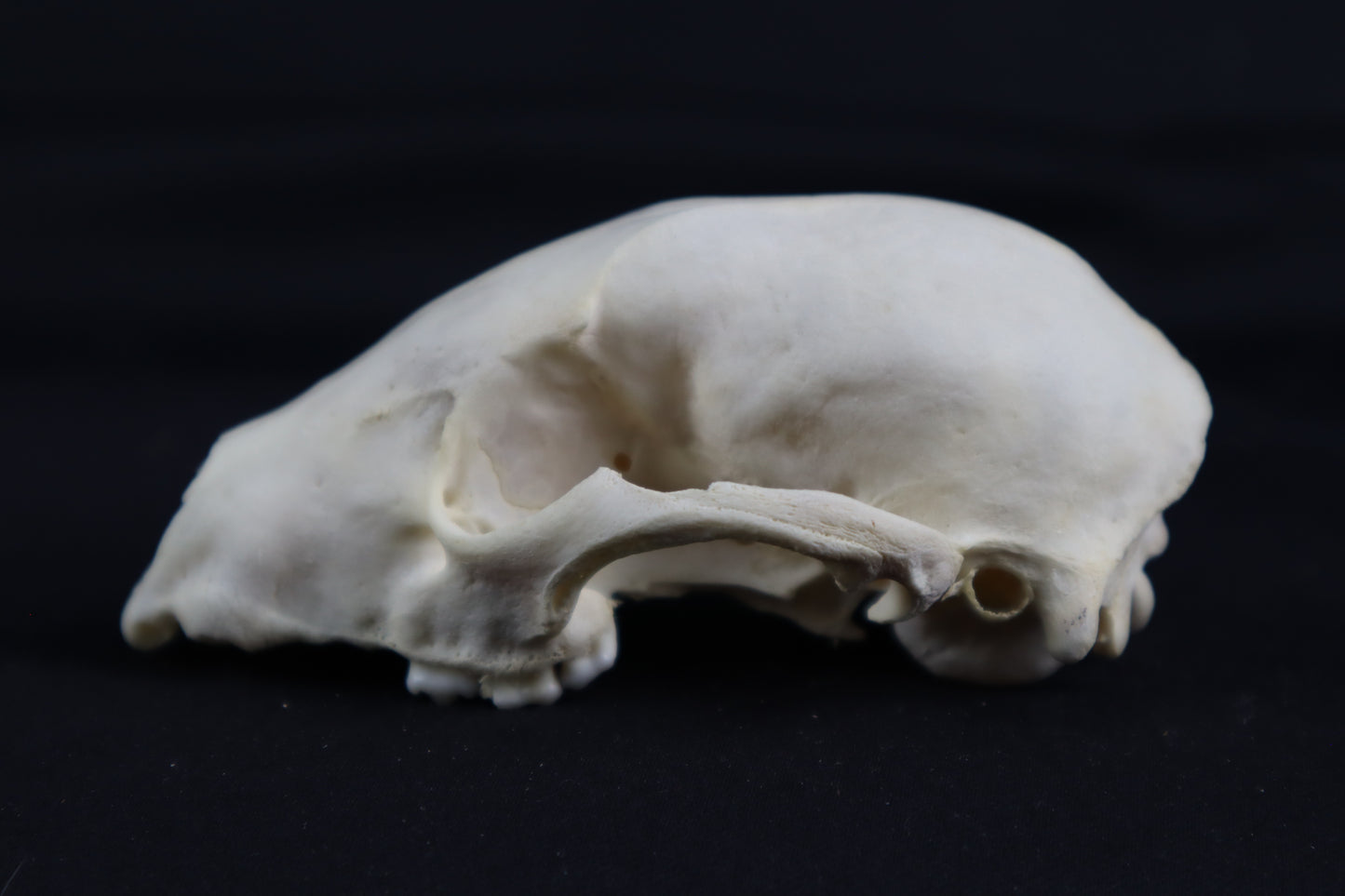 Craft Raccoon Skull