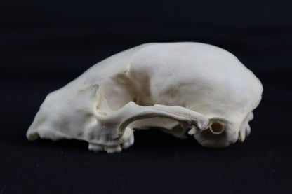 Craft Raccoon Skull