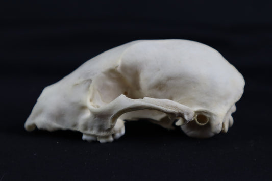 Craft Raccoon Skull