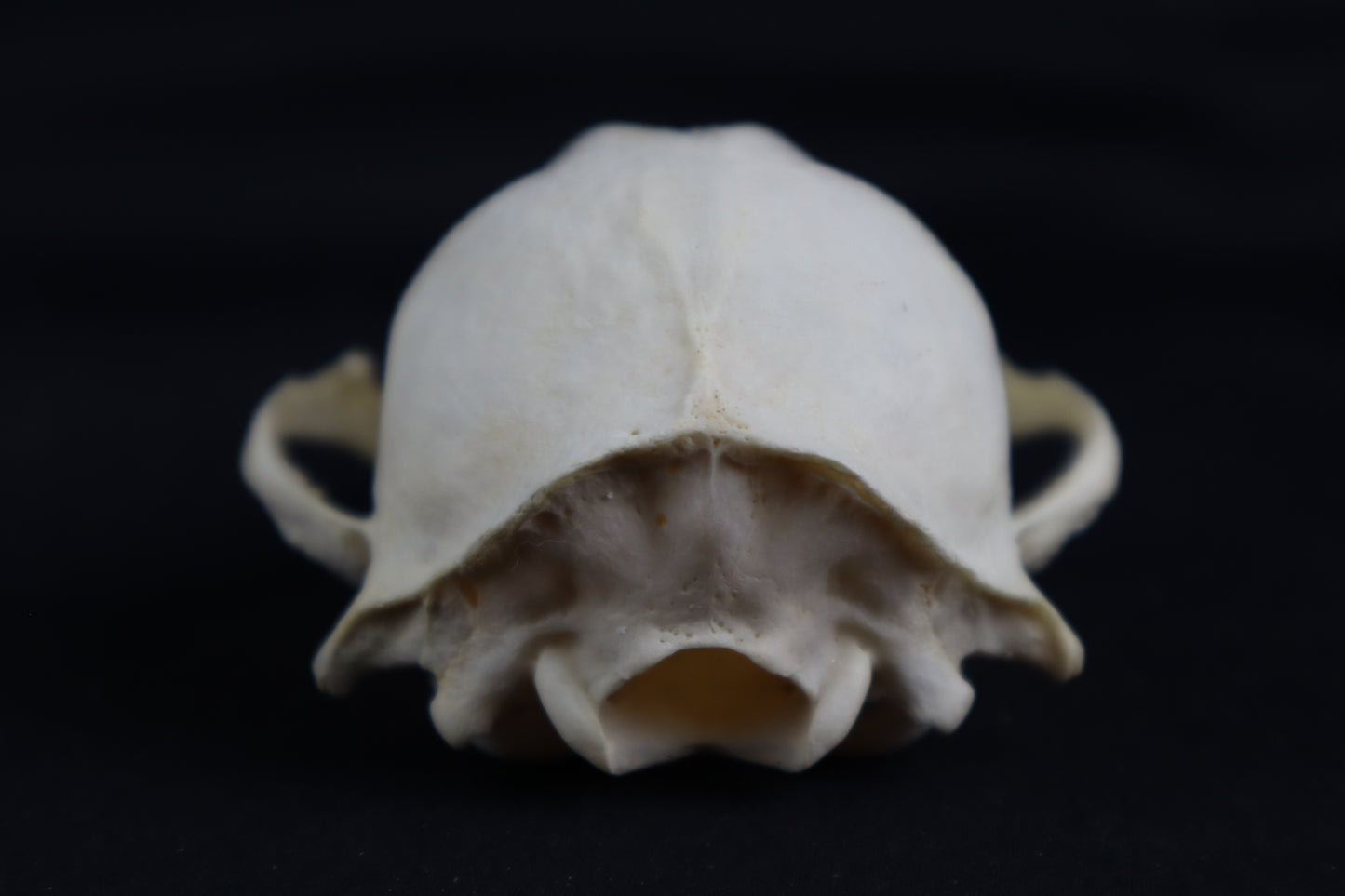 Craft Raccoon Skull