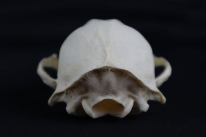 Craft Raccoon Skull