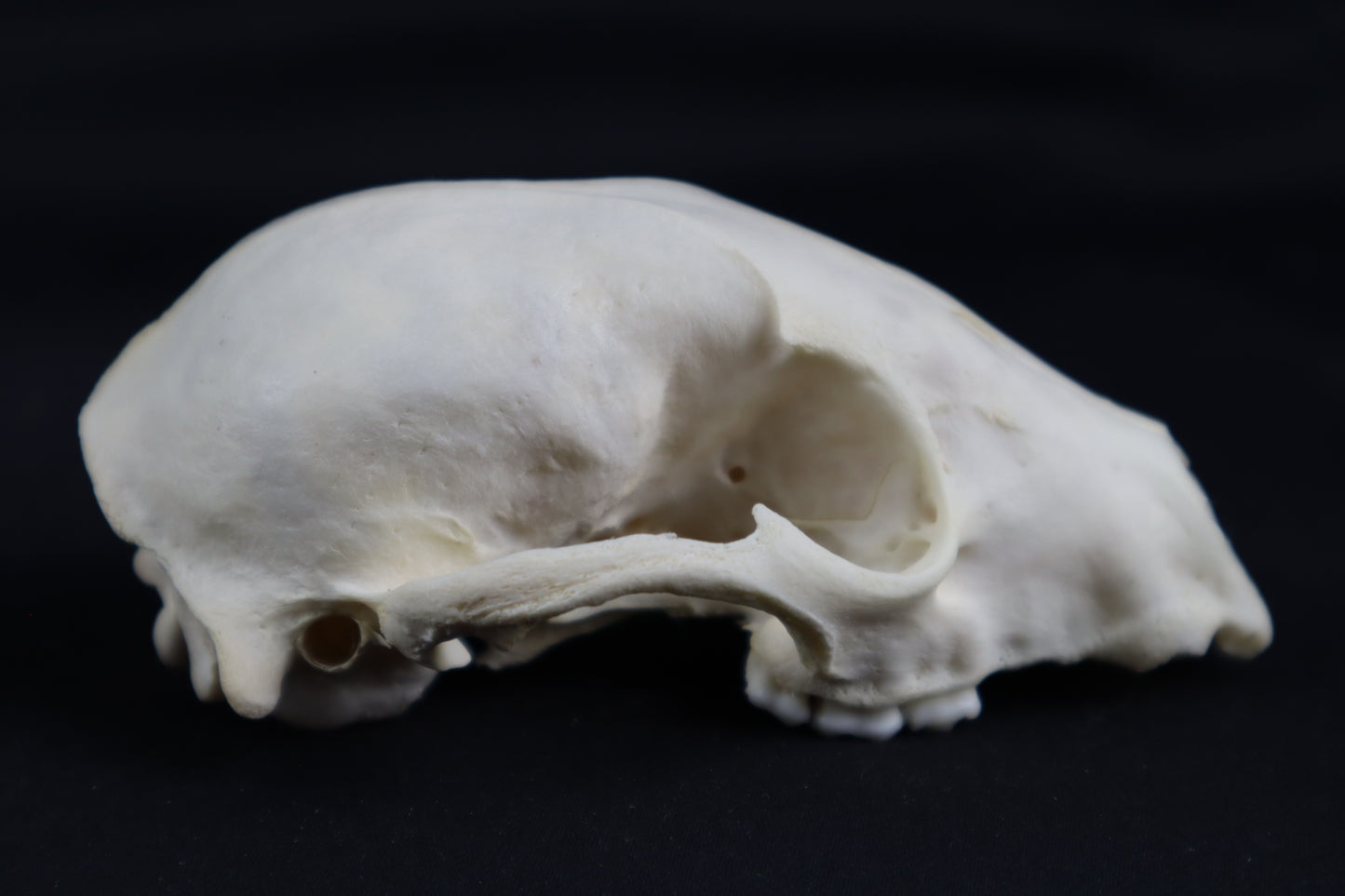 Craft Raccoon Skull