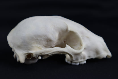 Craft Raccoon Skull