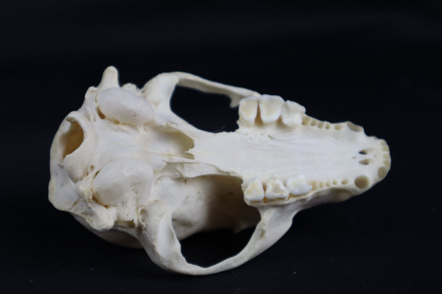Craft Raccoon Skull