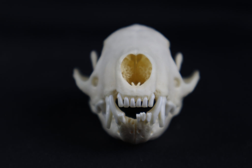 Craft Skunk Skull