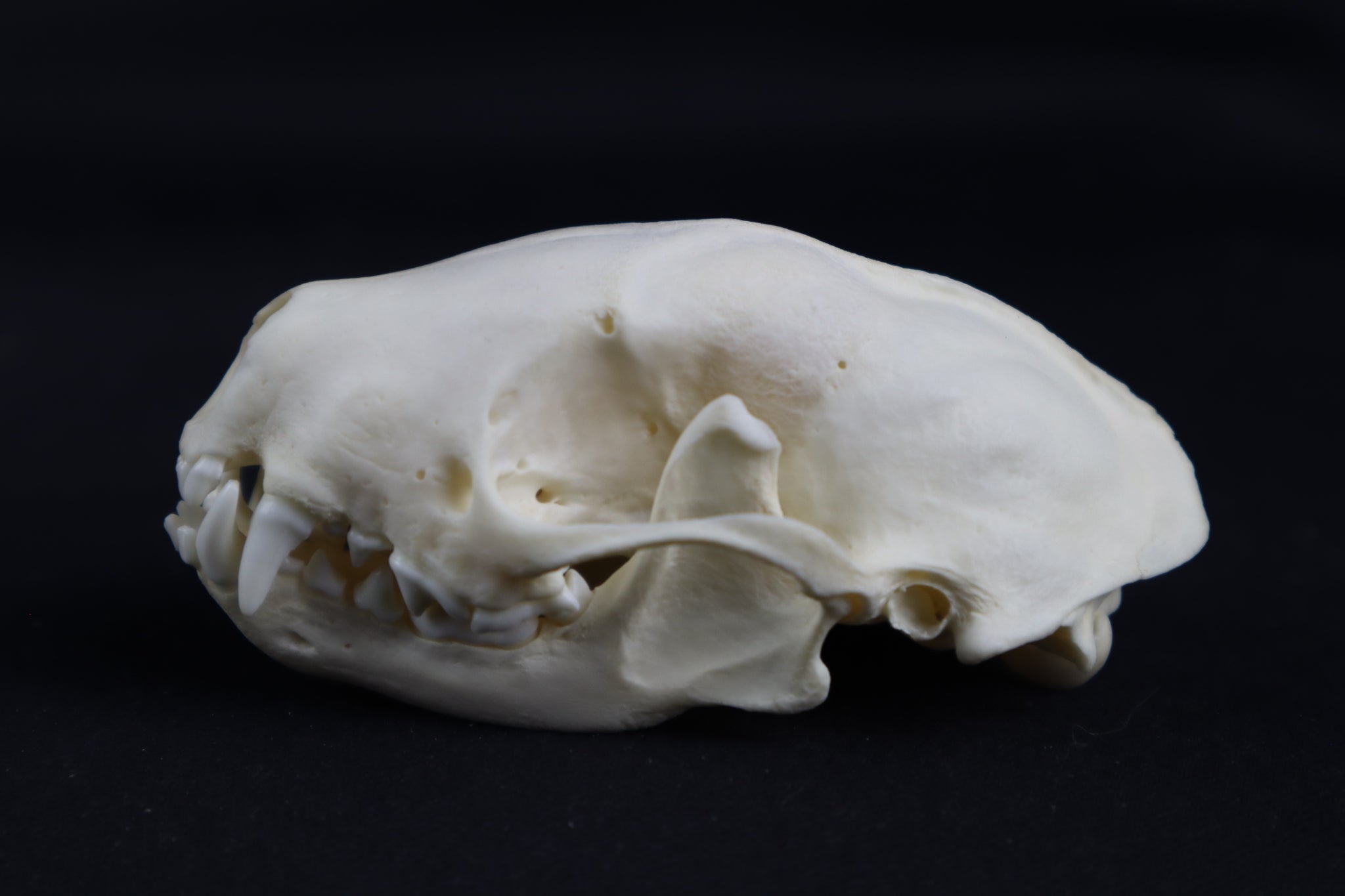 Craft Skunk Skull