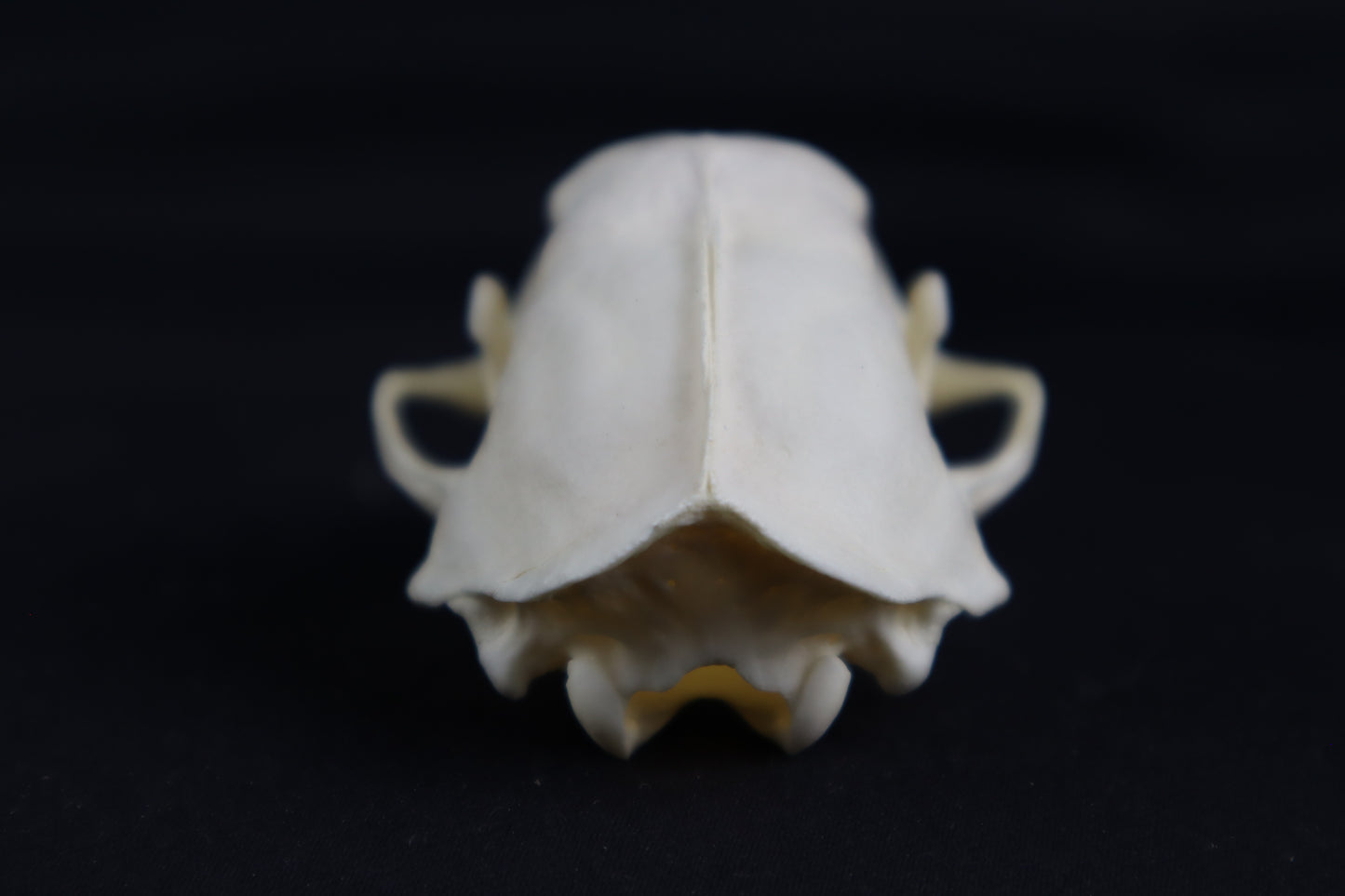 Craft Skunk Skull