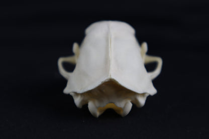 Craft Skunk Skull