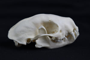 Craft Skunk Skull