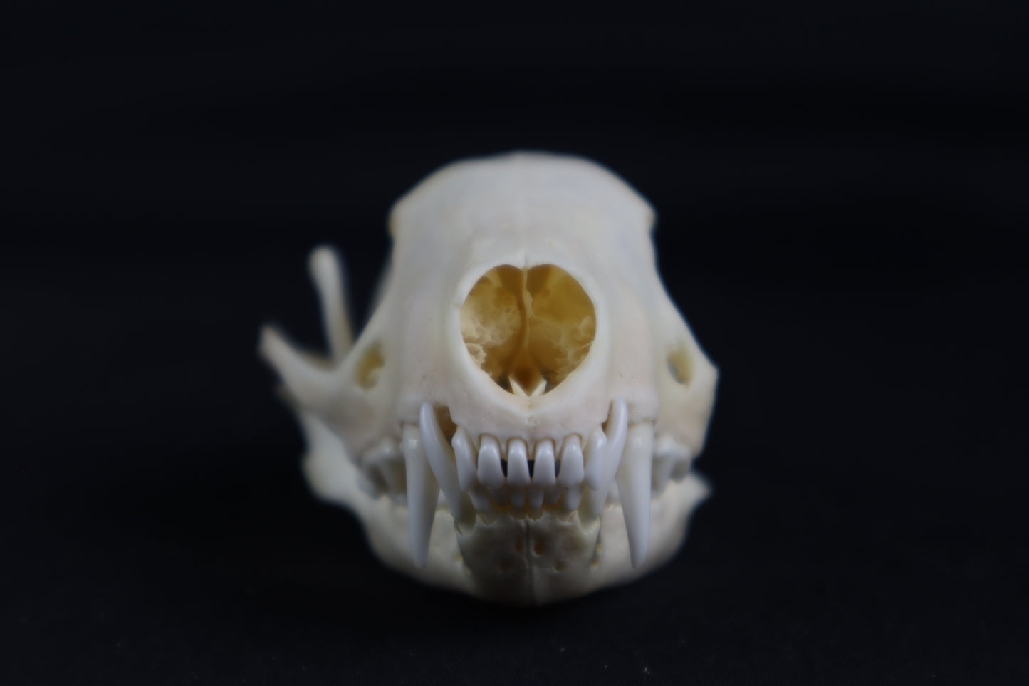 Craft Skunk Skull