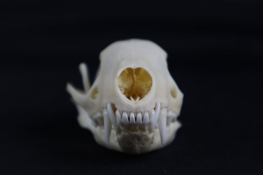 Craft Skunk Skull