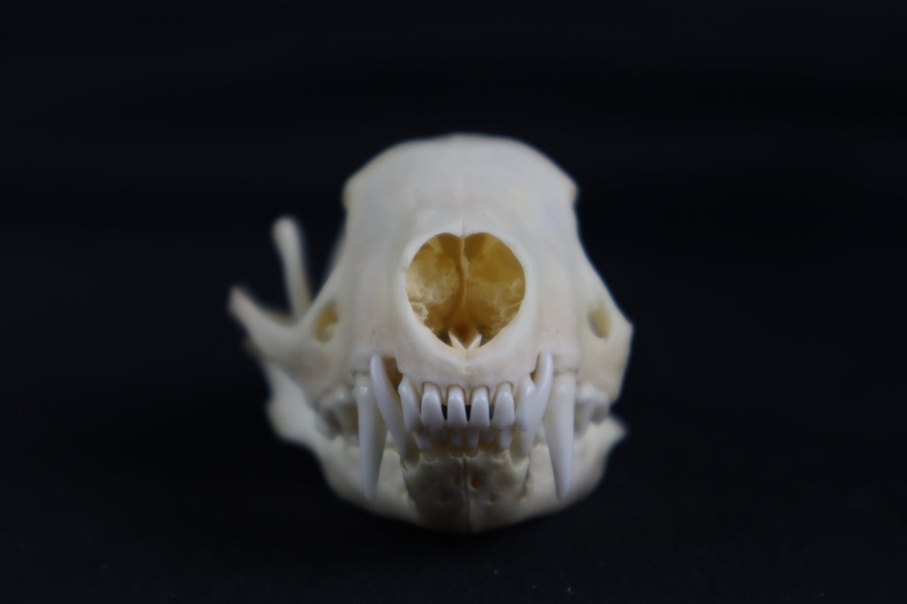 Craft Skunk Skull