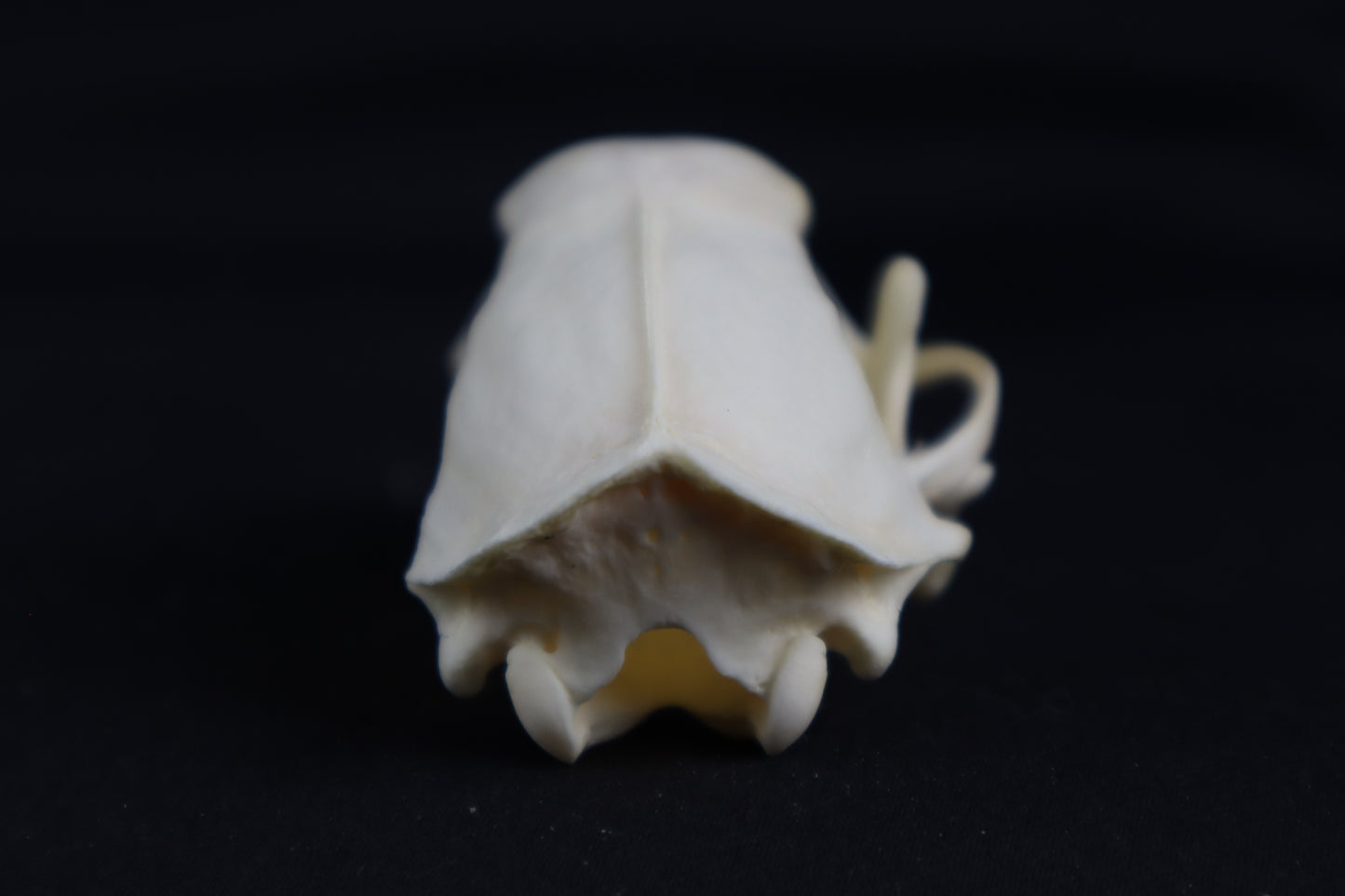 Craft Skunk Skull