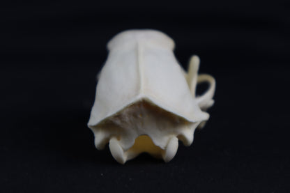 Craft Skunk Skull