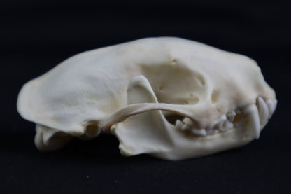 Craft Skunk Skull