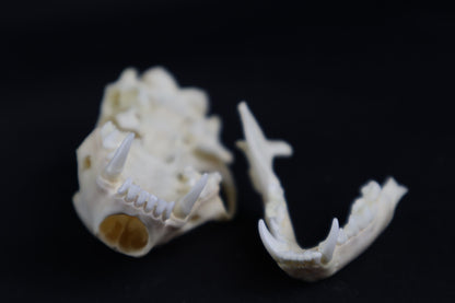 Craft Skunk Skull