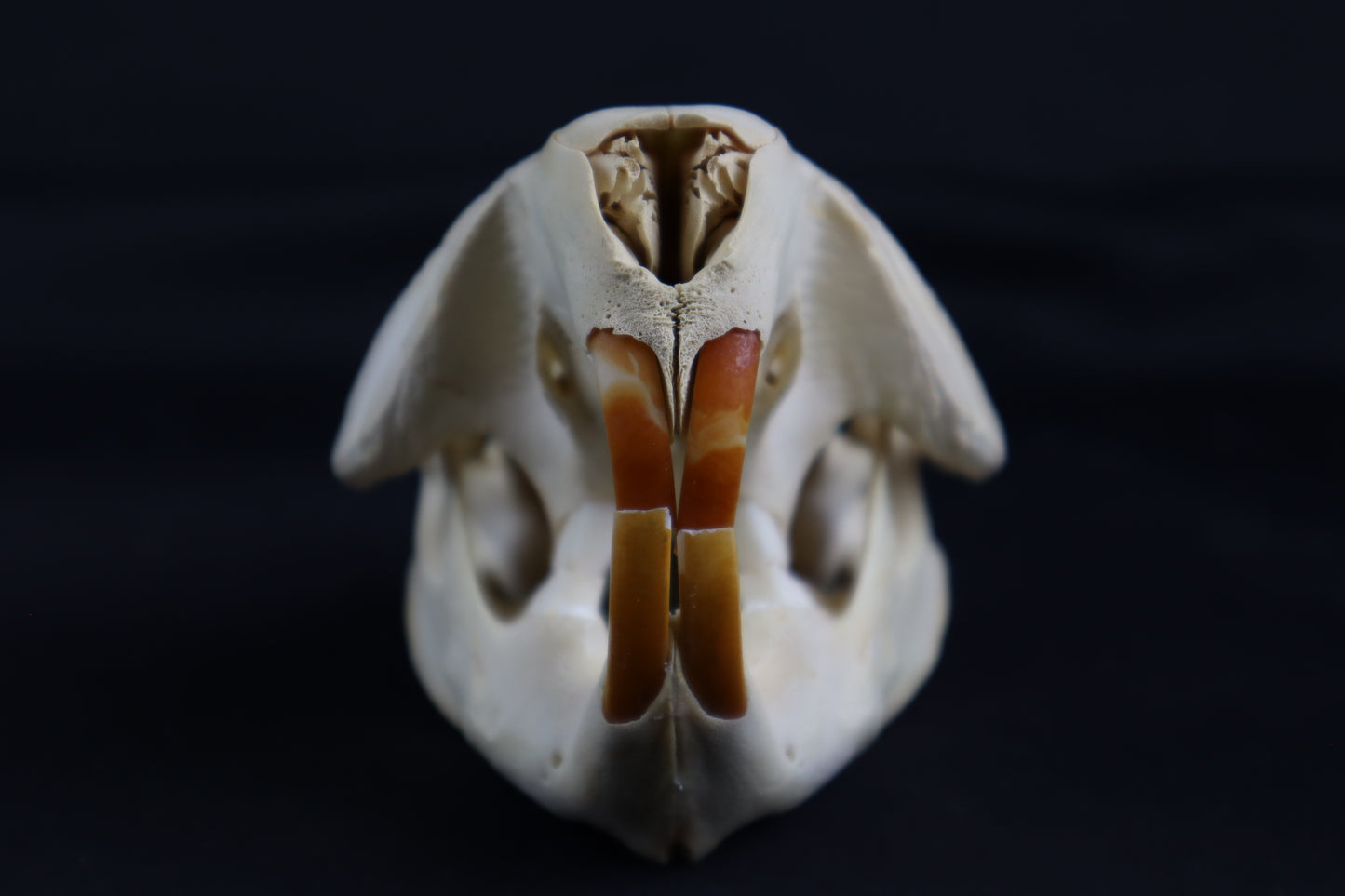Juvenile Beaver Skull