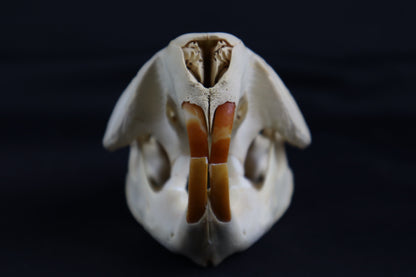 Juvenile Beaver Skull
