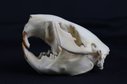 Juvenile Beaver Skull