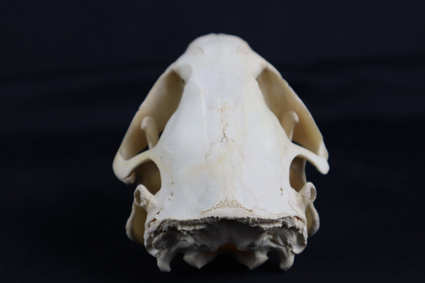 Juvenile Beaver Skull