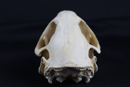 Juvenile Beaver Skull