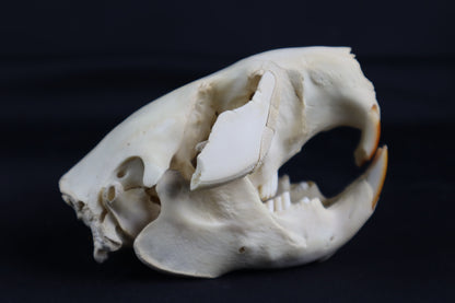 Juvenile Beaver Skull