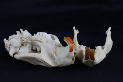 Juvenile Beaver Skull