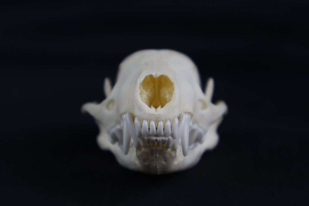 Skunk Skull
