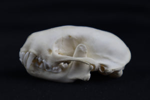 Skunk Skull