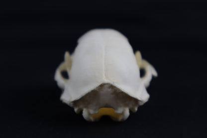 Skunk Skull