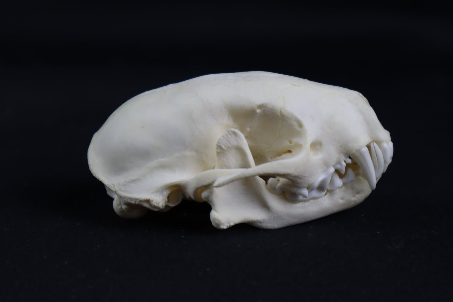 Skunk Skull