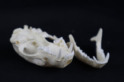 Skunk Skull