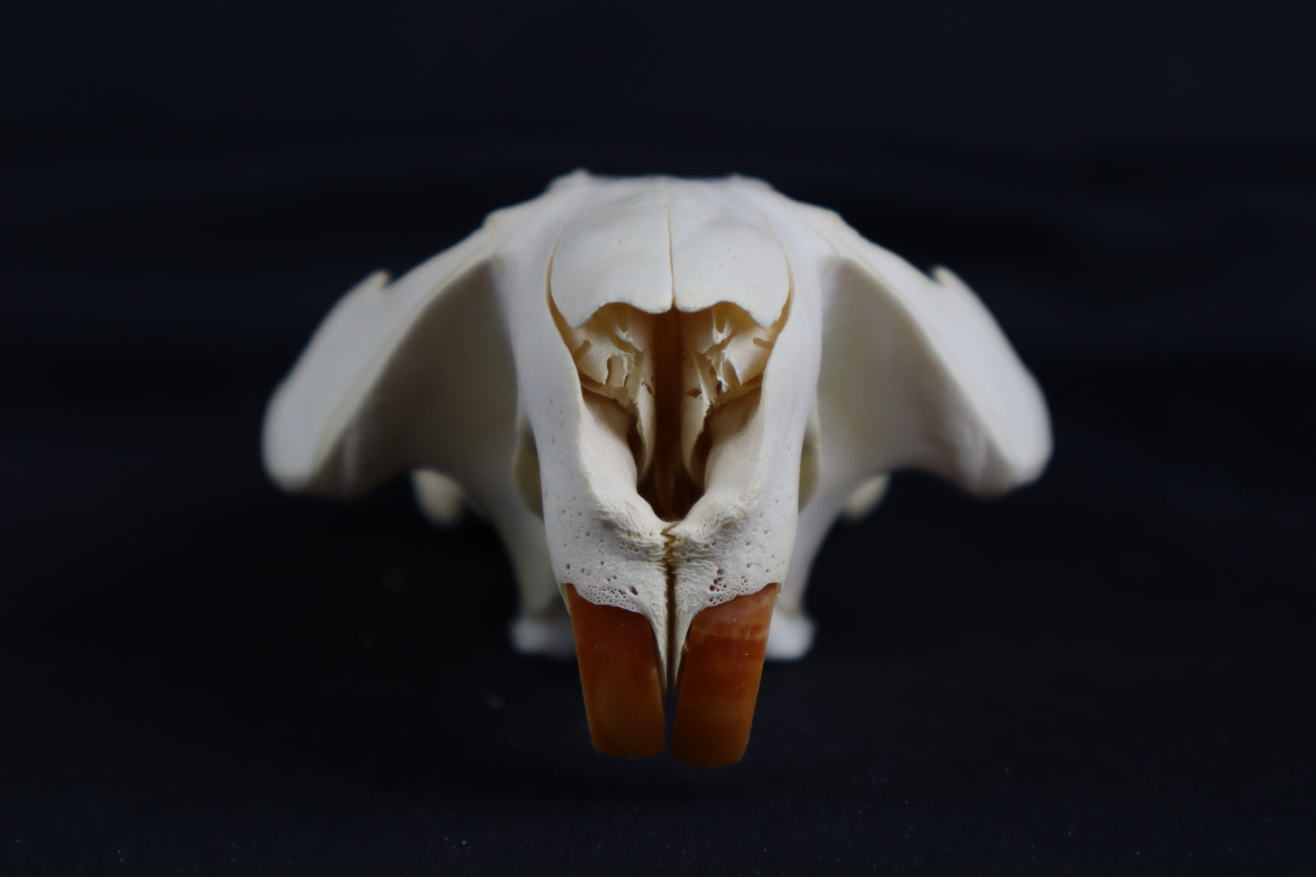 Craft Beaver Skull