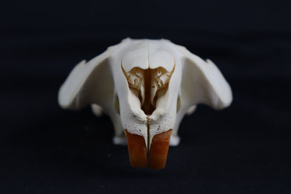 Craft Beaver Skull