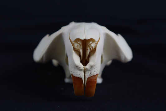 Craft Beaver Skull