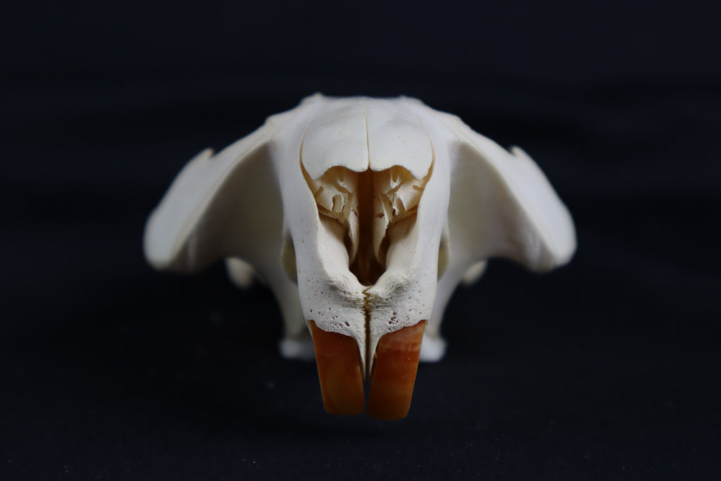 Craft Beaver Skull
