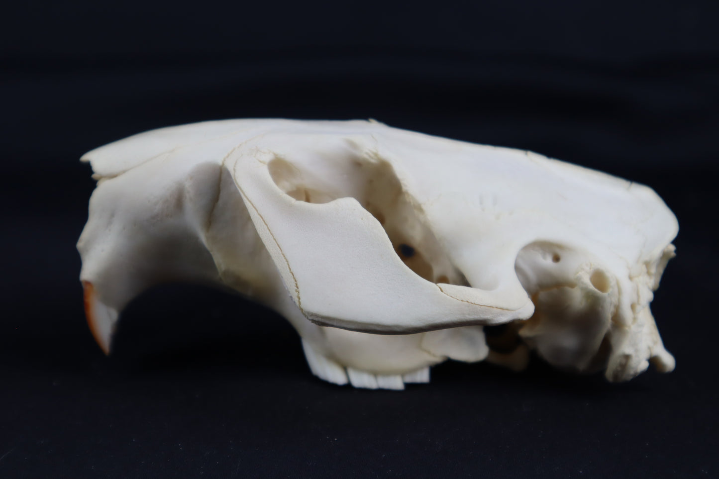 Craft Beaver Skull