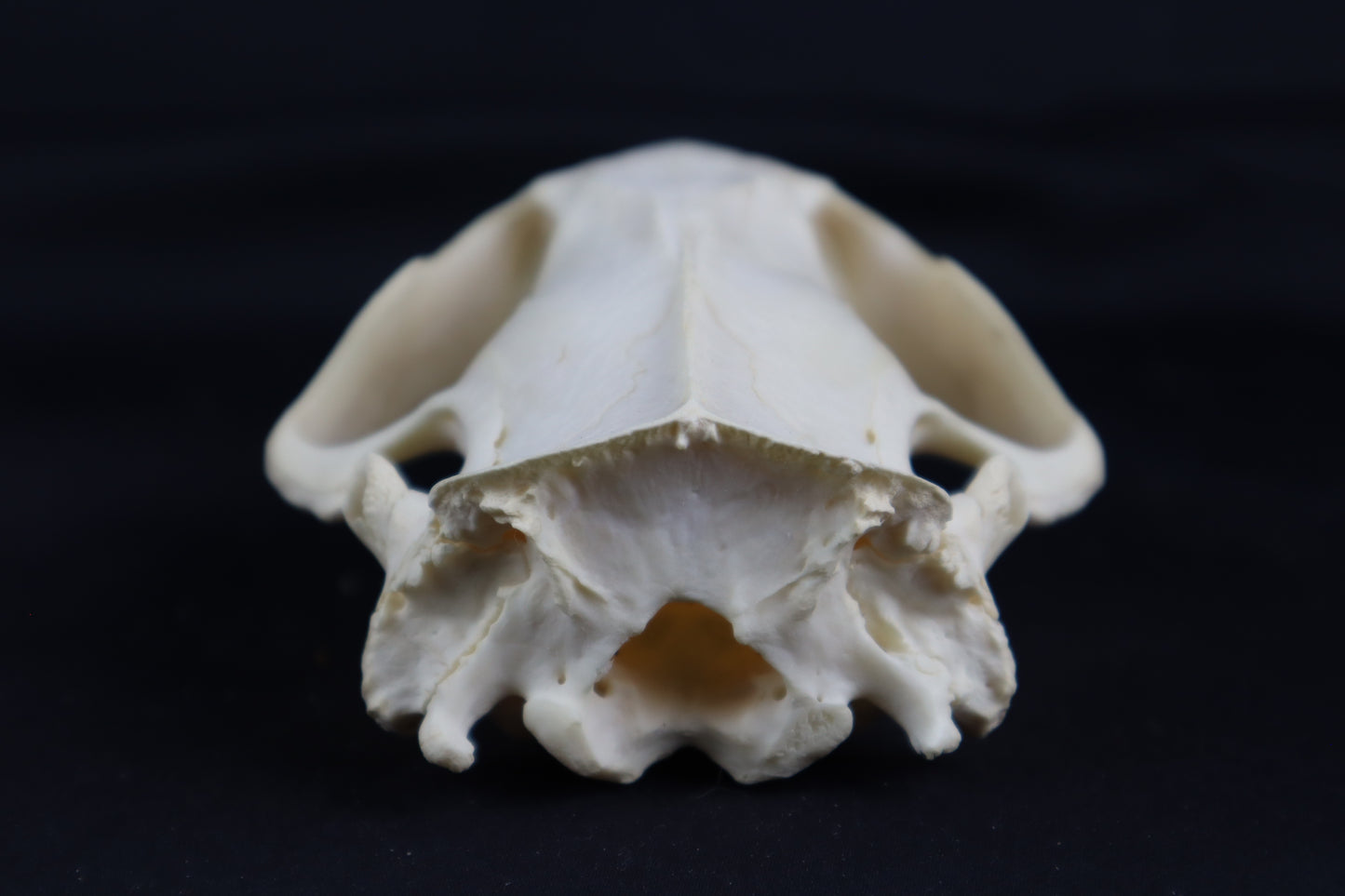 Craft Beaver Skull