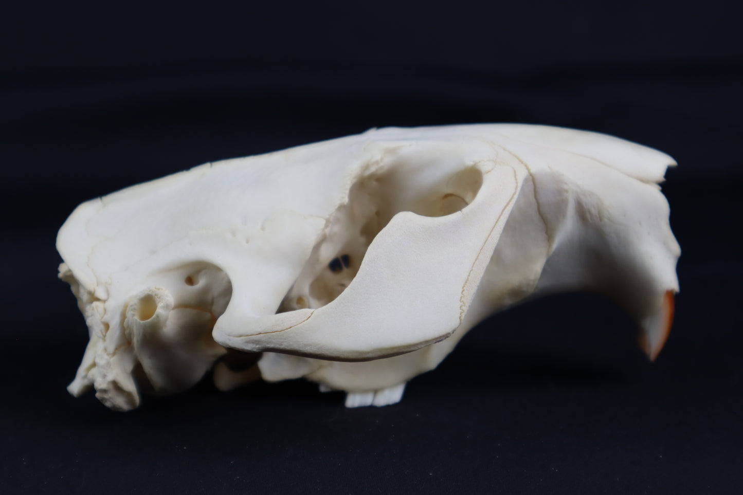 Craft Beaver Skull