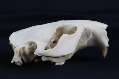 Craft Beaver Skull