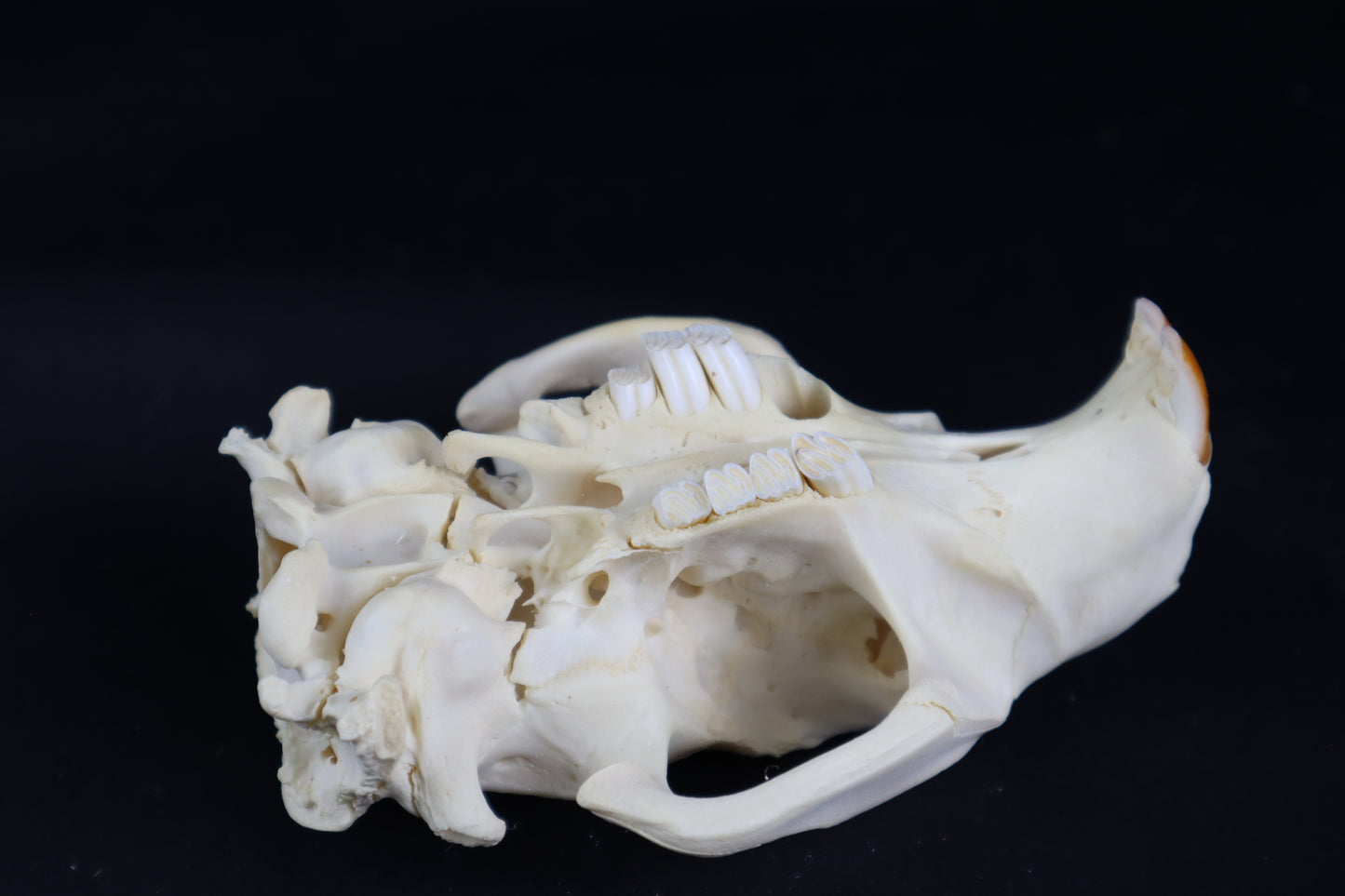 Craft Beaver Skull